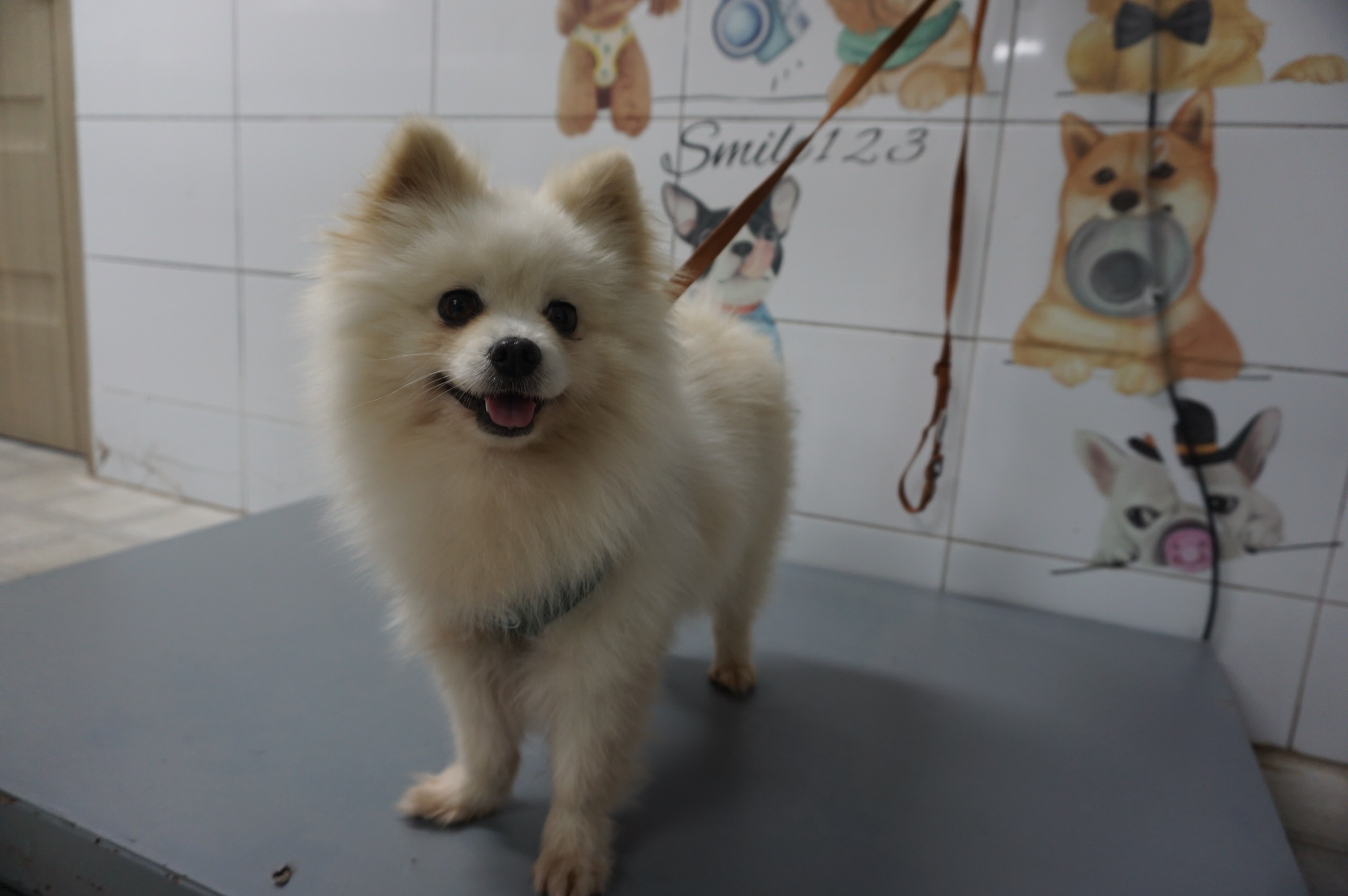 종료(반환) 포메라…